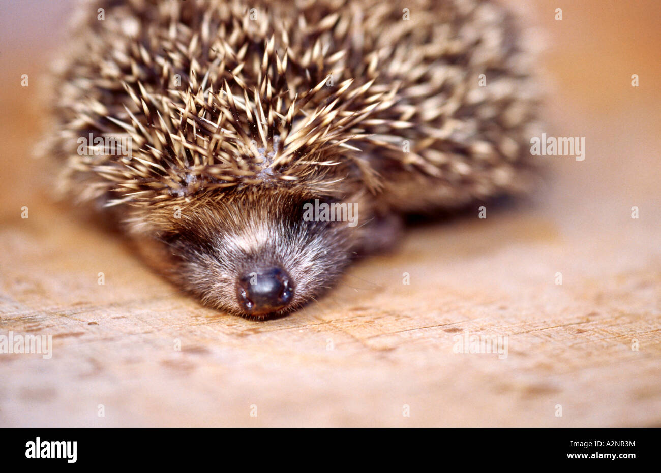 Closeup of hedgehog sleeping Stock Photo Alamy