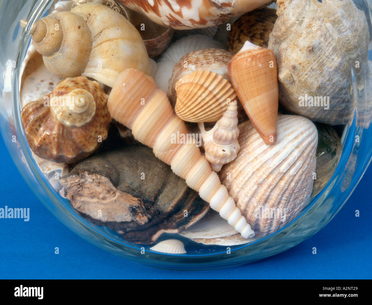 mussels and snails Stock Photo Alamy
