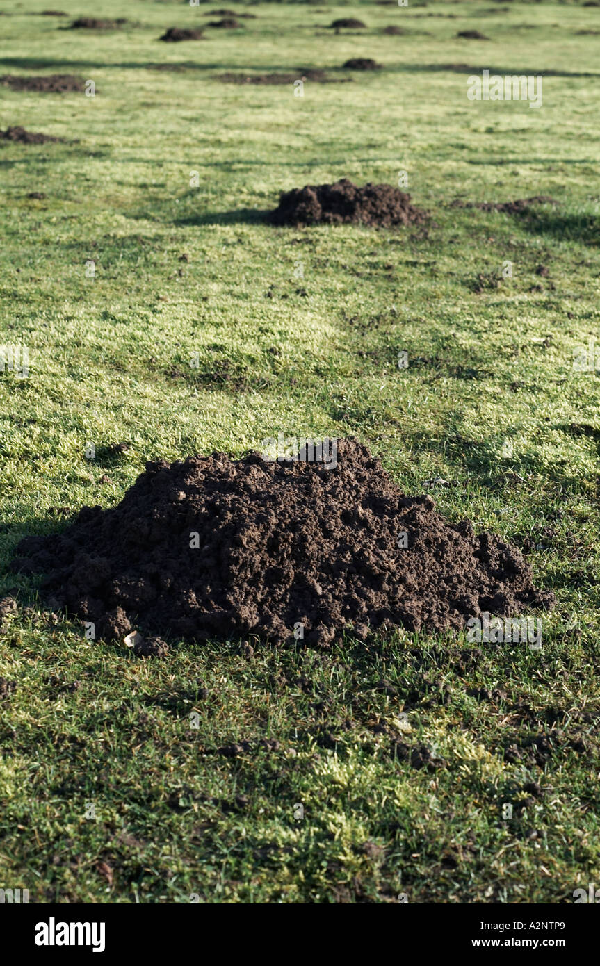 Mole hill  molehills tunnel ,damage, moles , garden pest, nuisance, vermin Great ,Britain, GB uk Stock Photo