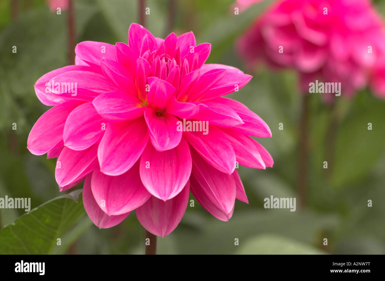 Dahlia Onesta Stock Photo