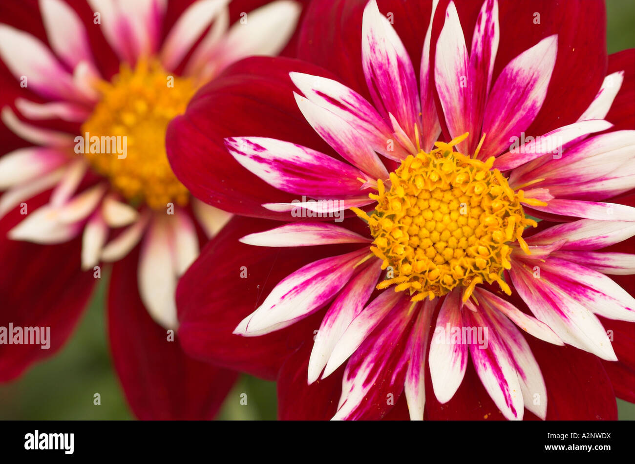 Dahlia Night Butterfly Stock Photo