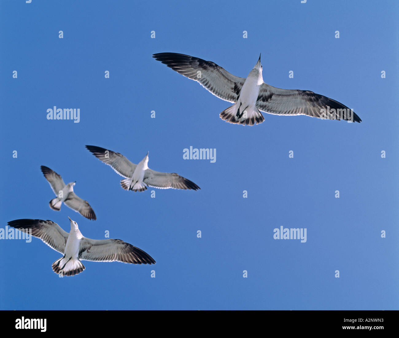 Flight of seagulls in blue sky Stock Photo