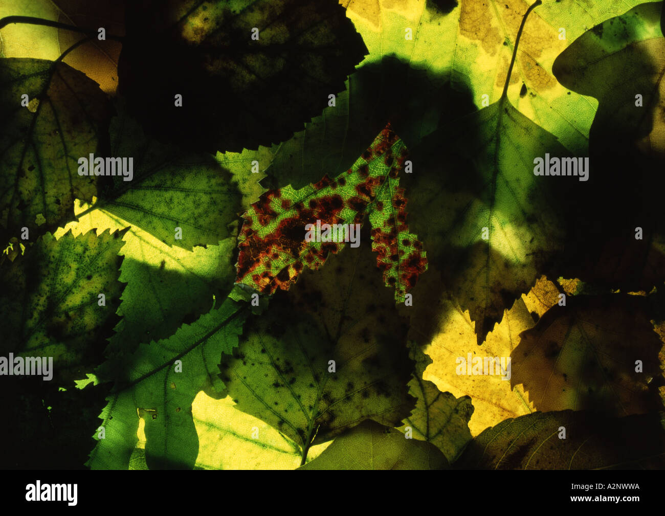 Leaves on Lightbox (Medium Format) Stock Photo