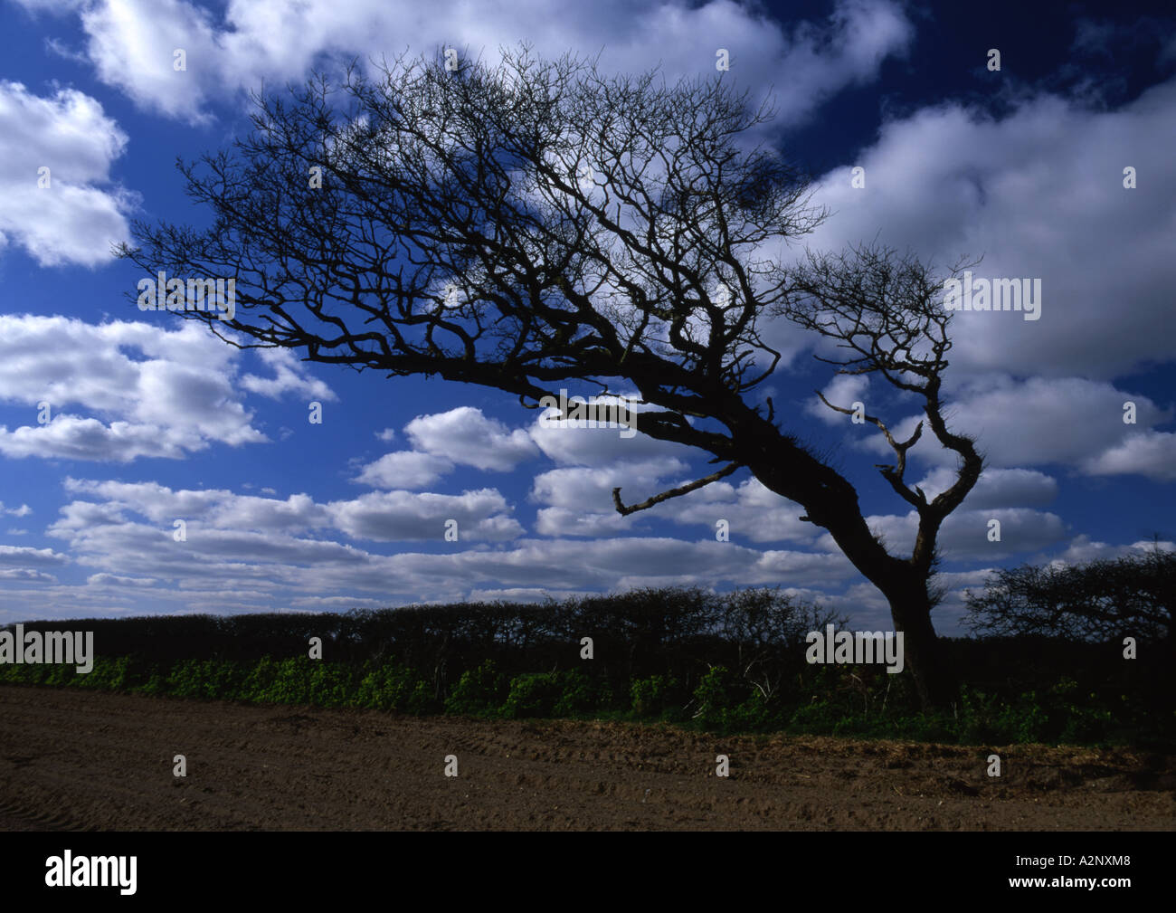 Sweeped Tree Windswept trees hi-res stock photography and images - Alamy