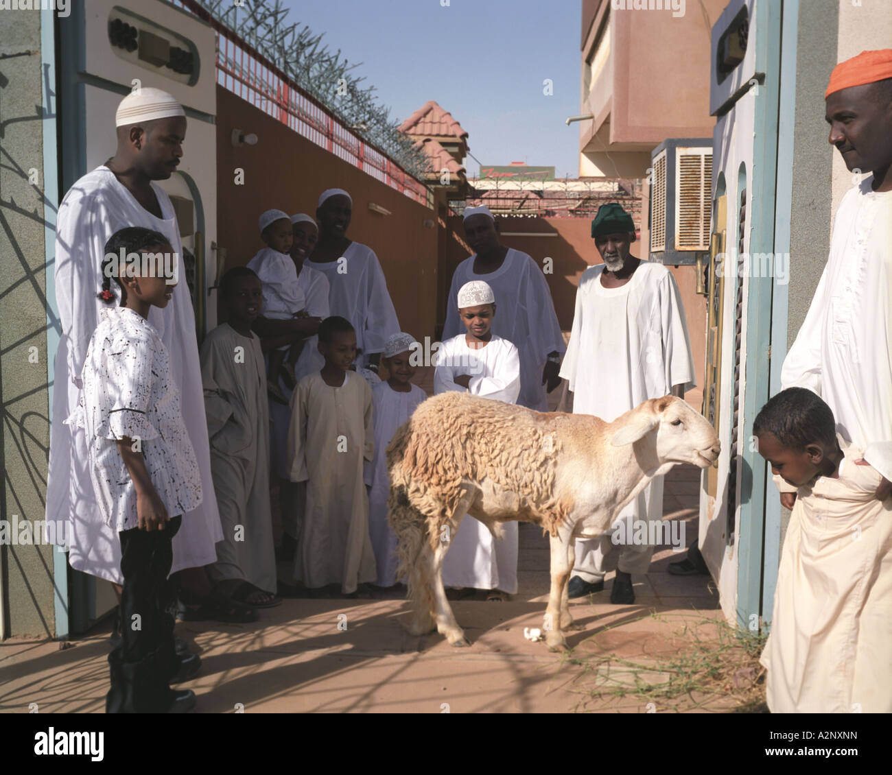 Slaughtering of the Sheep, Muslim celebration, Khartoum, sudan Stock Photo