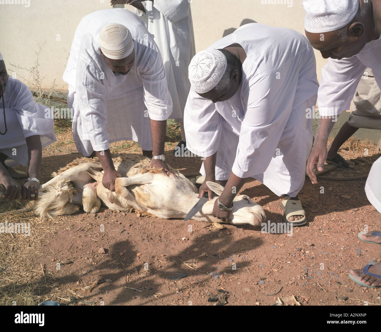 Slaughtering of the Sheep, Muslim celebration, Khartoum, Sudan Stock Photo