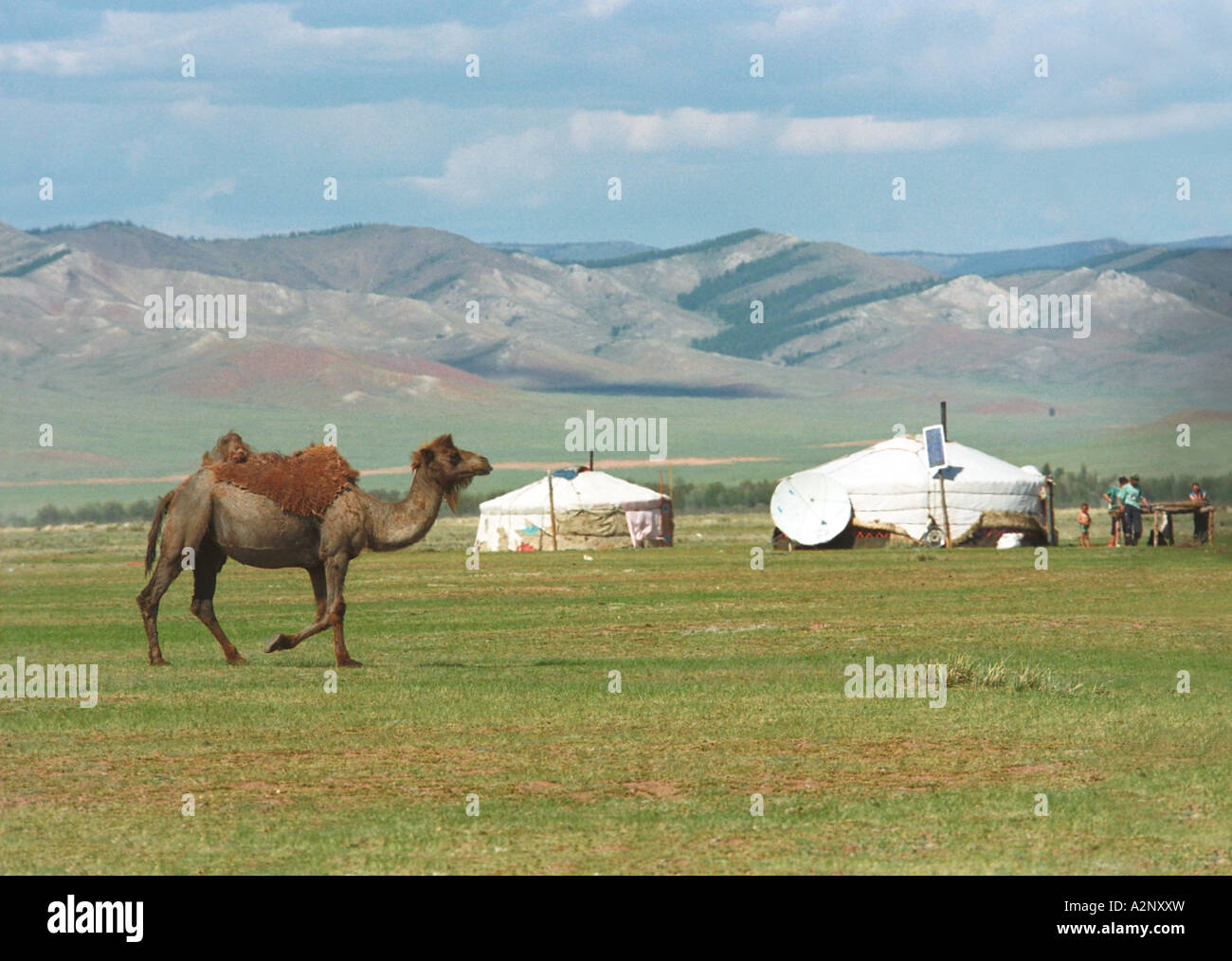 Bactrian camel (Camelus bactrianus) near traditional dwellings (yurt). Bayantes somon (village) nearby. West Mongolia Stock Photo