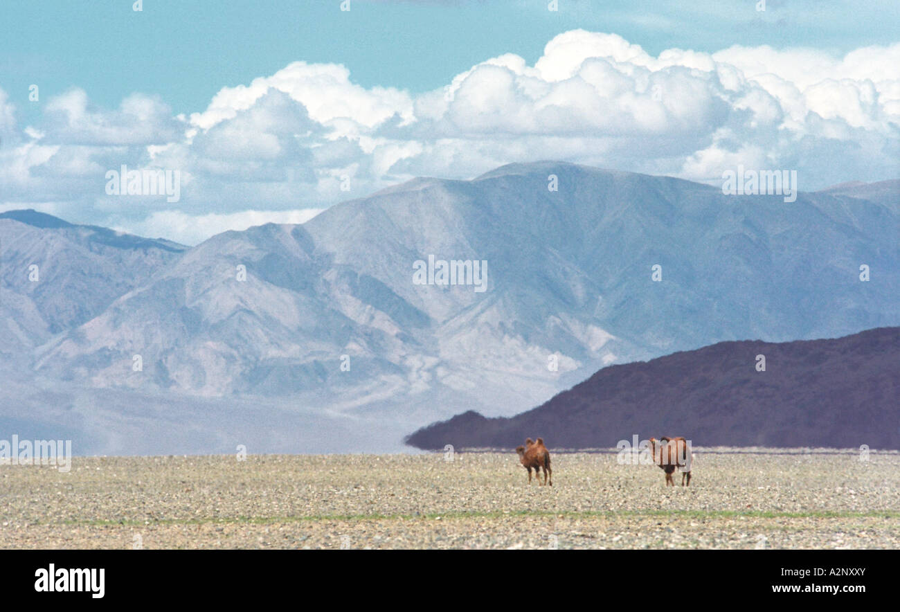 Two bactrian camels (Camelus bactrianus). Ontsyn Hudo. Khovd aimak (administrative center) nearby. West Mongolia Stock Photo