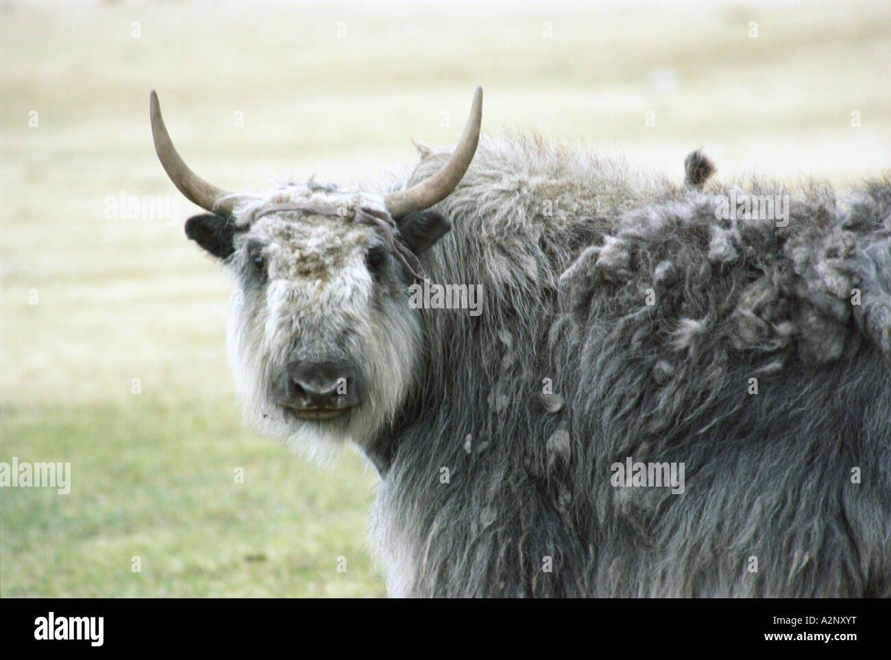 Khovsgol Aimag High Resolution Stock Photography and Images - Alamy