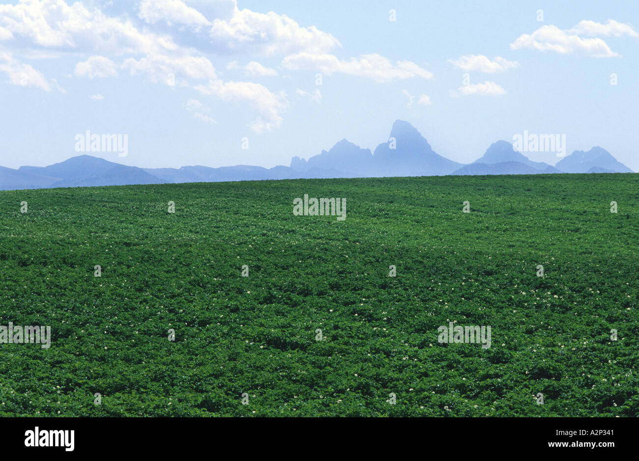 Idaho potato fields near the Teton Mountains  Stock Photo