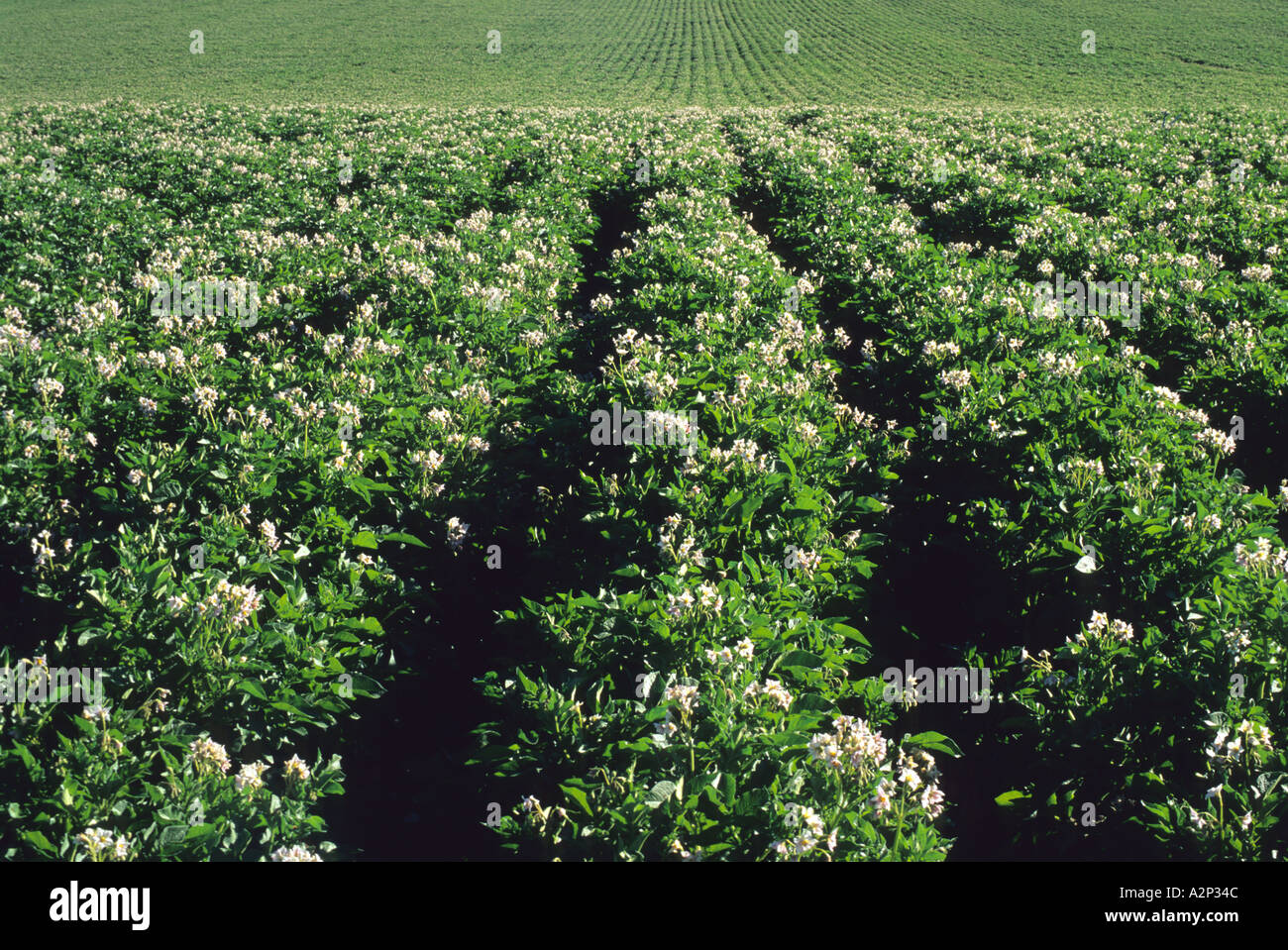 Idaho potato field in bloom  Stock Photo