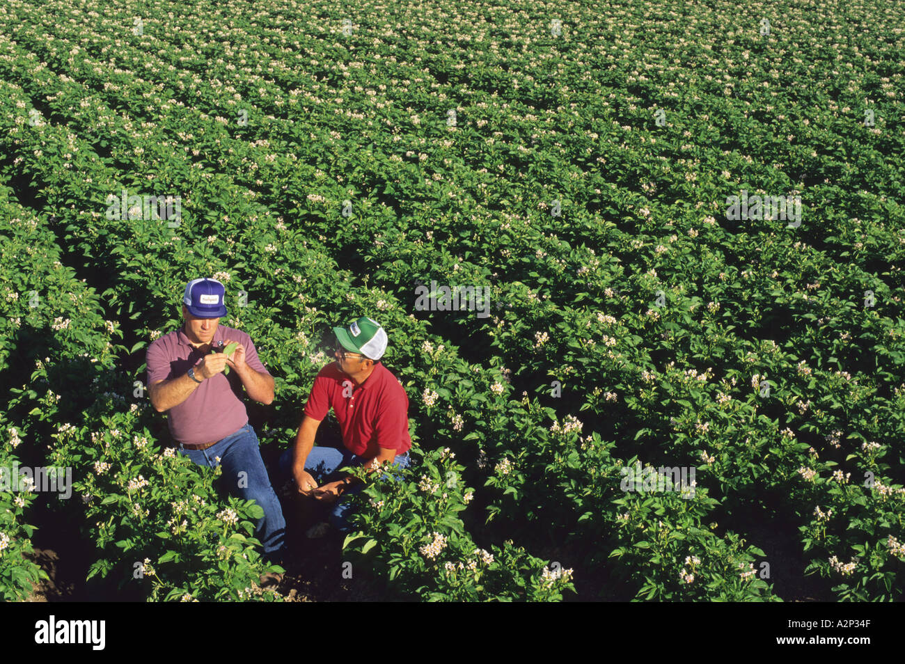 Farmers checking potato crop for insects  Stock Photo