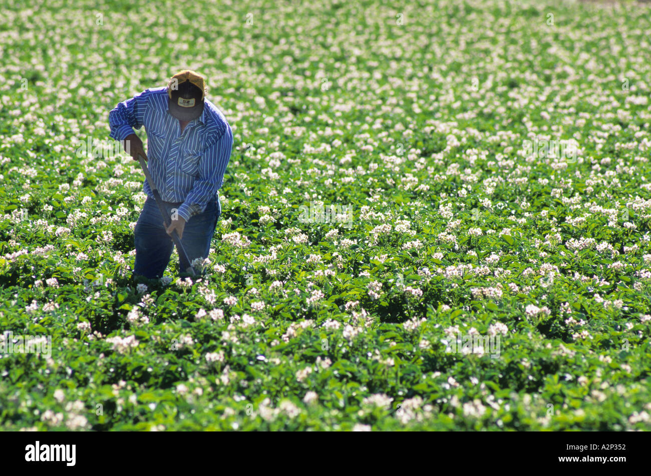 Farmer working in an Idaho potato field  Stock Photo