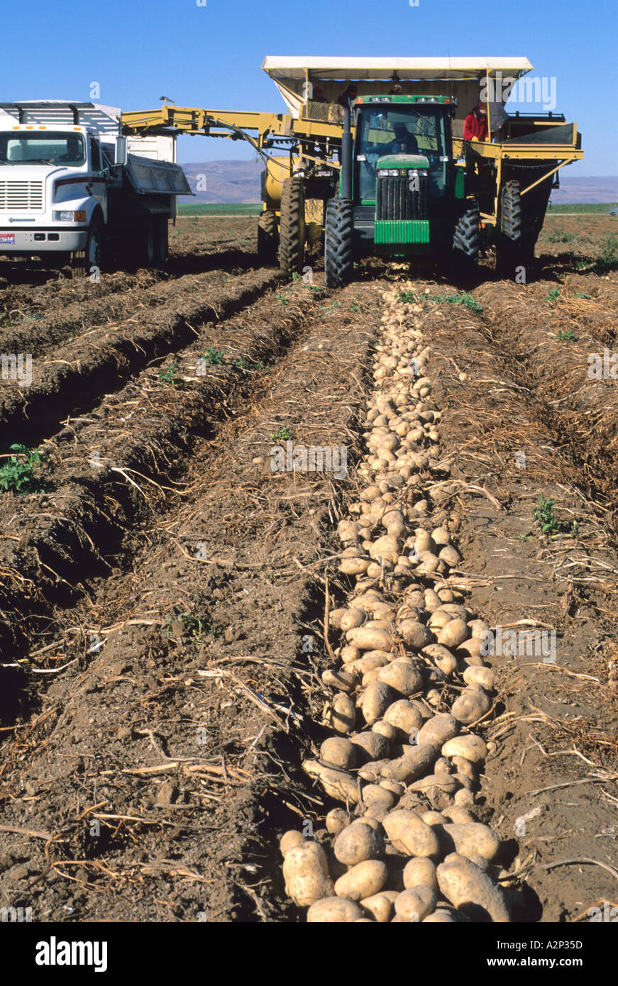 Idaho potato harvest  Stock Photo