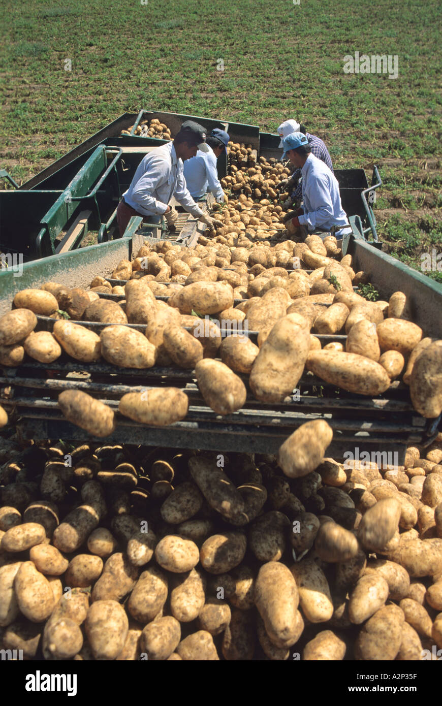 Migrant workers sort through potatoes at harvest time in Idaho  Stock Photo