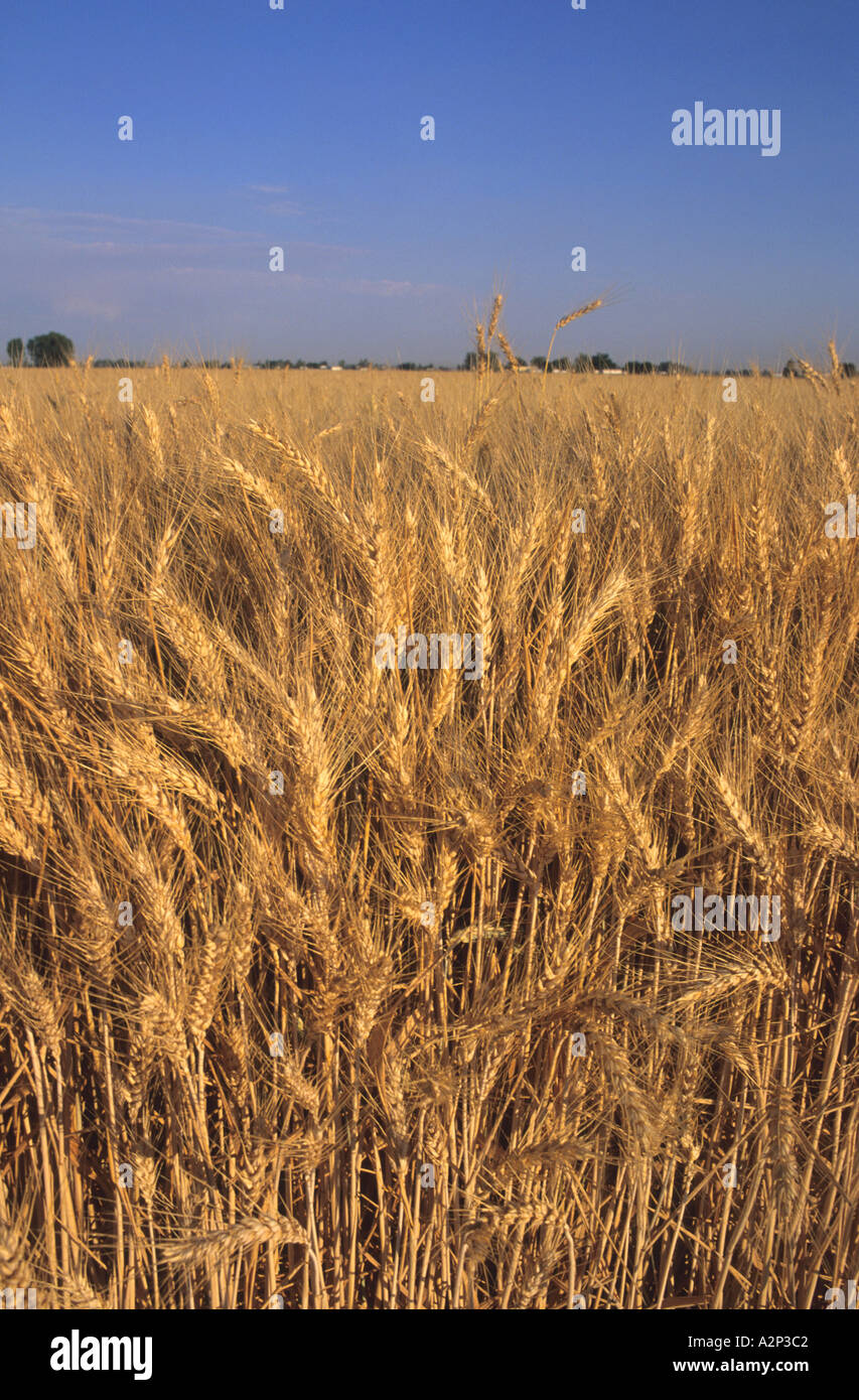 Wheat field in southwest Idaho  Stock Photo