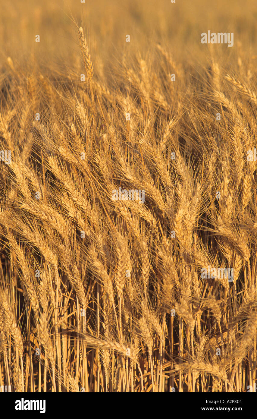 Wheat field in southwest Idaho  Stock Photo