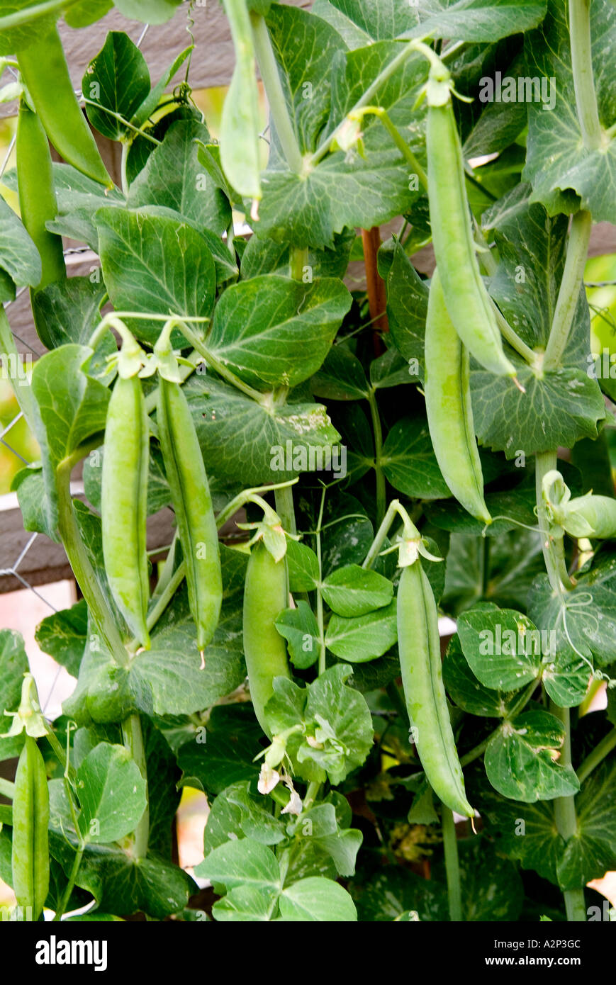 Ripening pods of Greenfeast peas on the vine. Stock Photo
