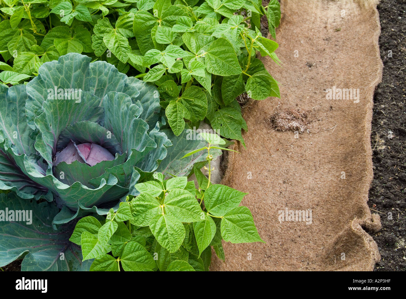Old carpet underlay used as weed suppressant Stock Photo Alamy