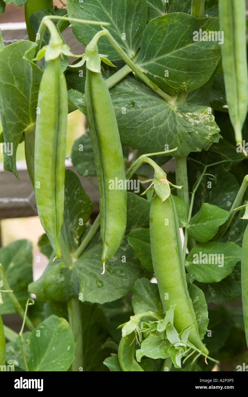 Greenfeast peas Stock Photo