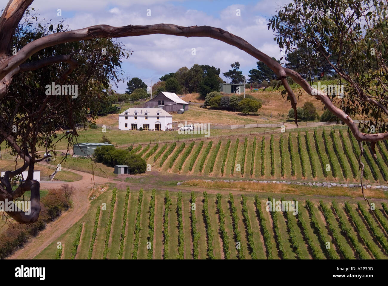 Tinderbox Vineyard Tasmania Stock Photo - Alamy