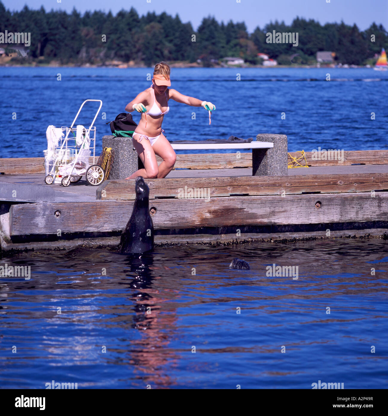 Nanaimo, Vancouver Island, BC, British Columbia, Canada - Woman feeding Salmon Entrails to Harbour Seal from Fishing Pier Stock Photo