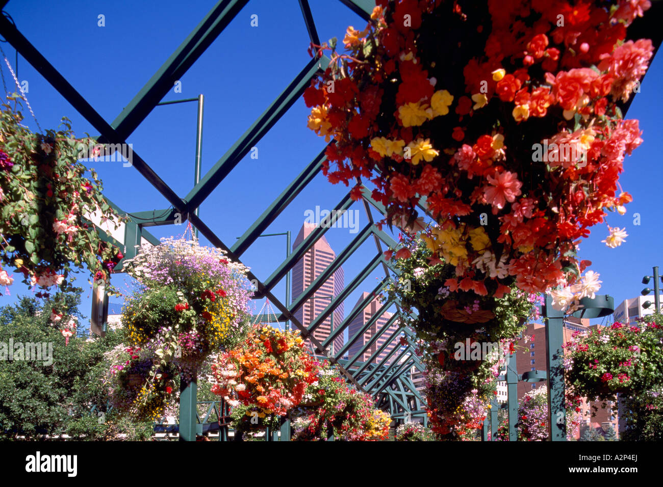 Hanging Flower Baskets at "Rope Square" Downtown in the City of Calgary