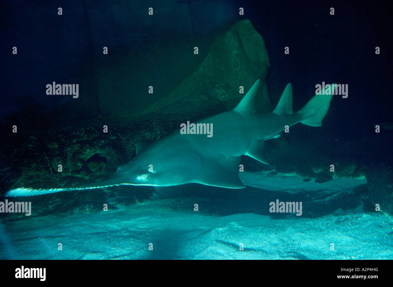 Smalltooth Sawfish (Pristis pectinata) swimming in Vancouver Aquarium, Stanley Park, Vancouver, British Columbia, Canada Stock Photo