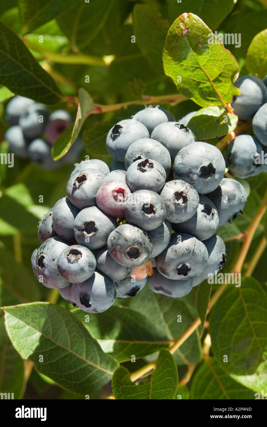 Organically grown ripe blueberries Stock Photo