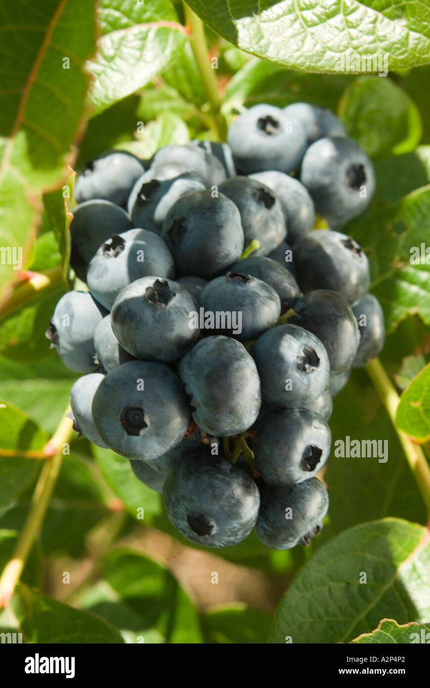 Ripe blueberries Stock Photo
