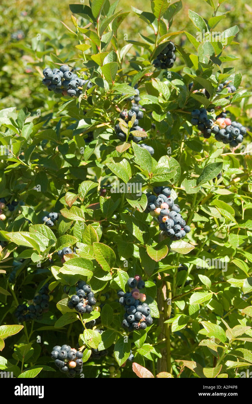 Corymbosis hi-res stock photography and images - Alamy