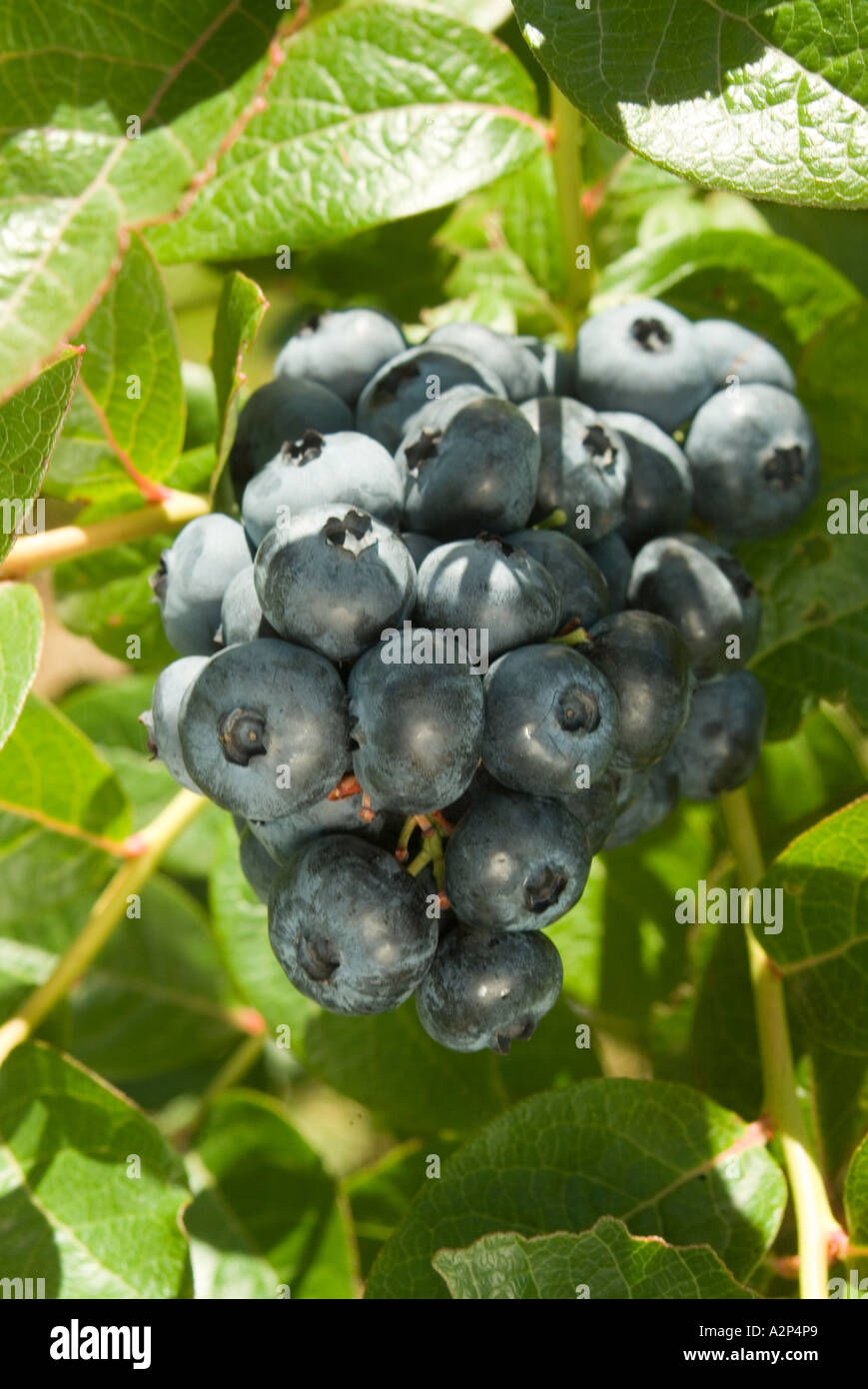 Corymbosis hi-res stock photography and images - Alamy