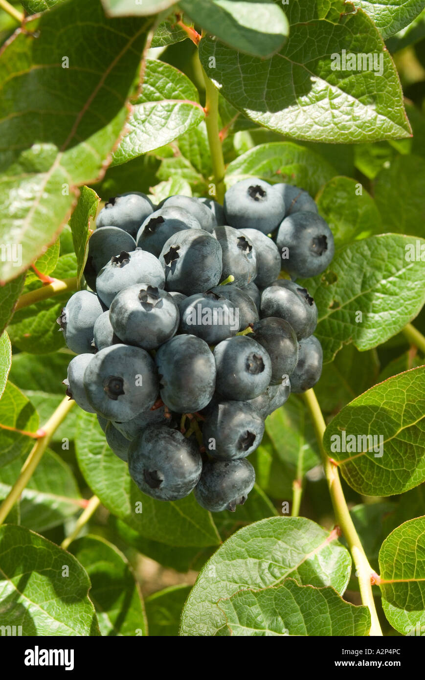 Ripe blueberries Stock Photo