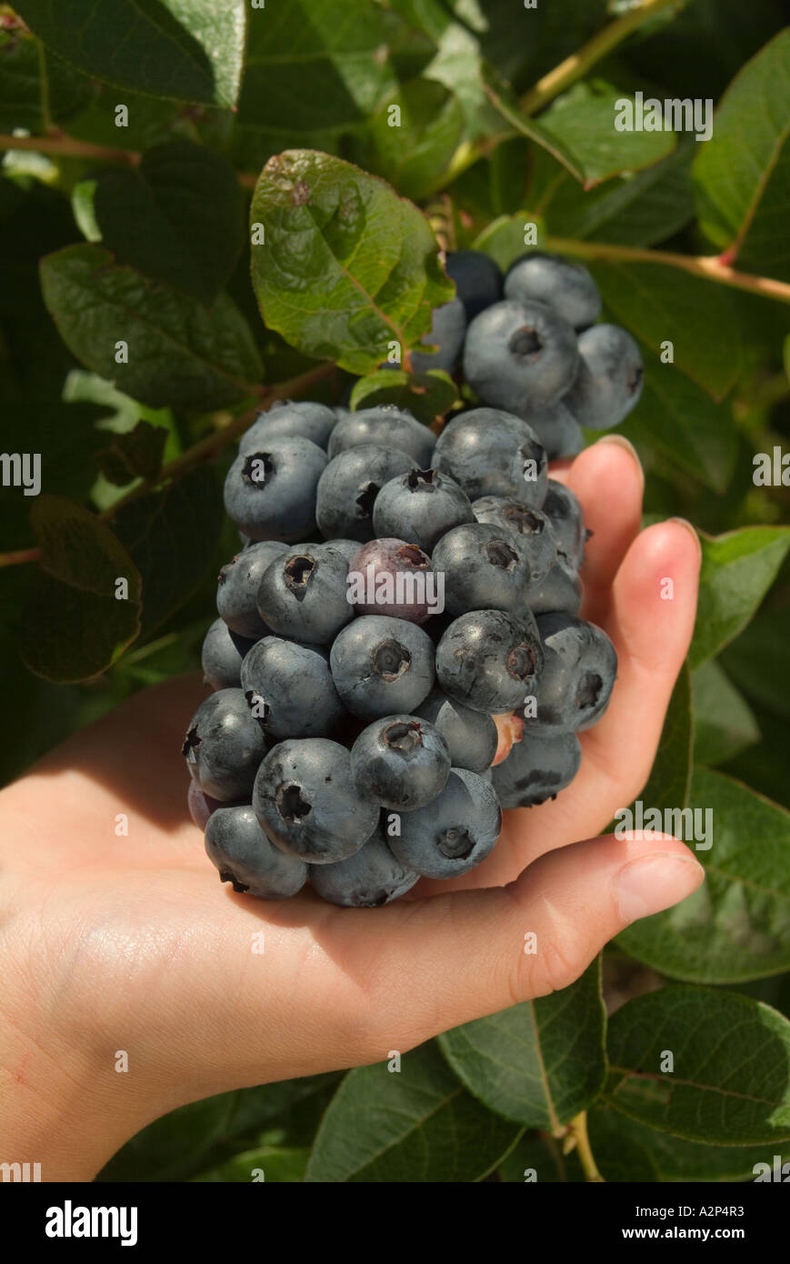 Corymbosis hi-res stock photography and images - Alamy