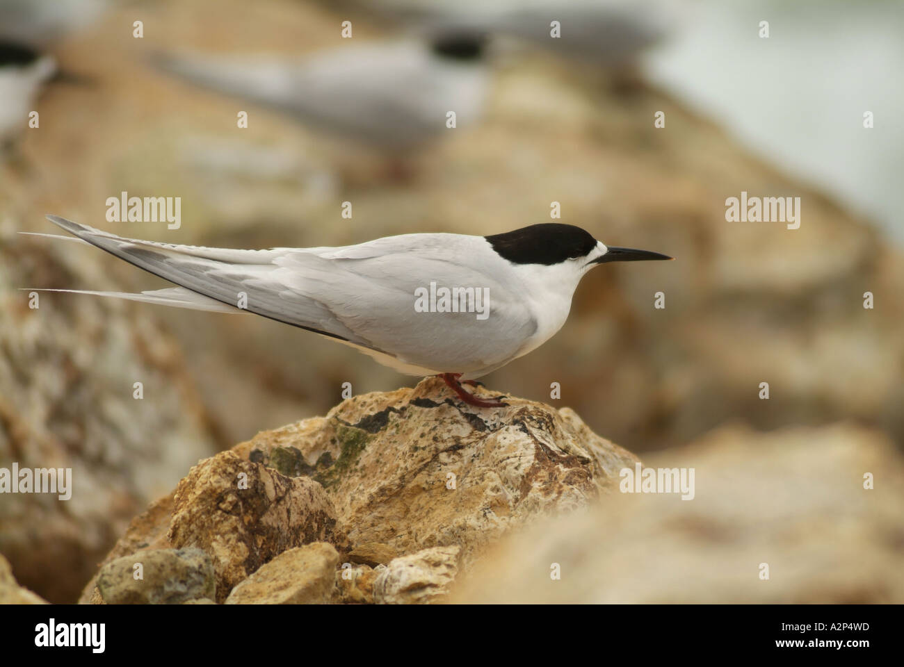 Whitefronted Tern (Sterna striata) flying, Otago Peninsula, New