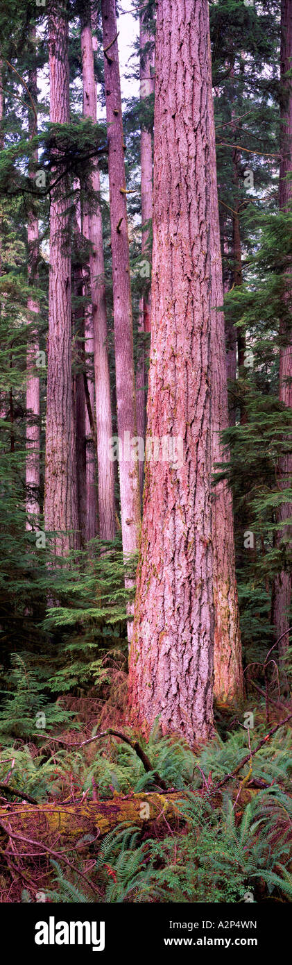 Douglas Fir Trees in a Temperate Rainforest in Cathedral Grove on Vancouver Island in British Columbia Canada Stock Photo