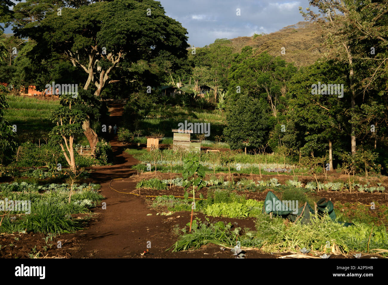 GIBB S FARM Organic gardens Tanzania Stock Photo