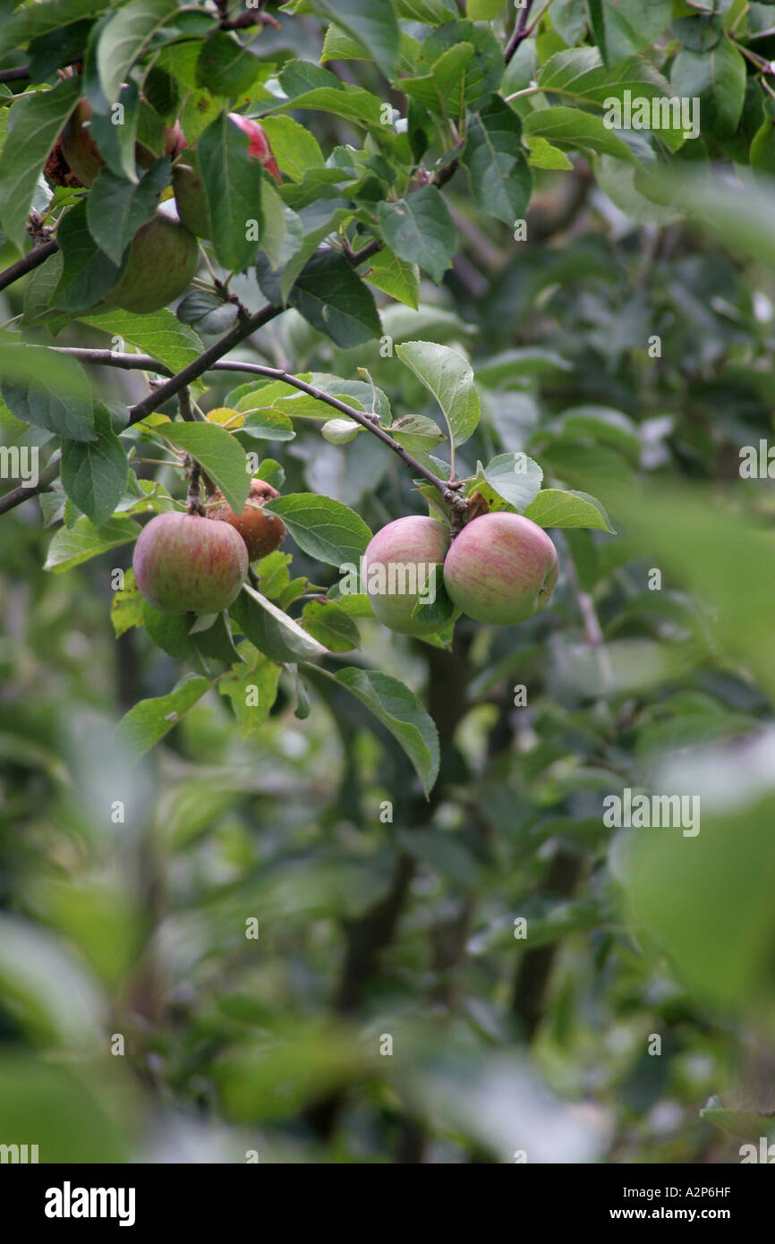 Apple trees in an Orchard Stock Photo Alamy