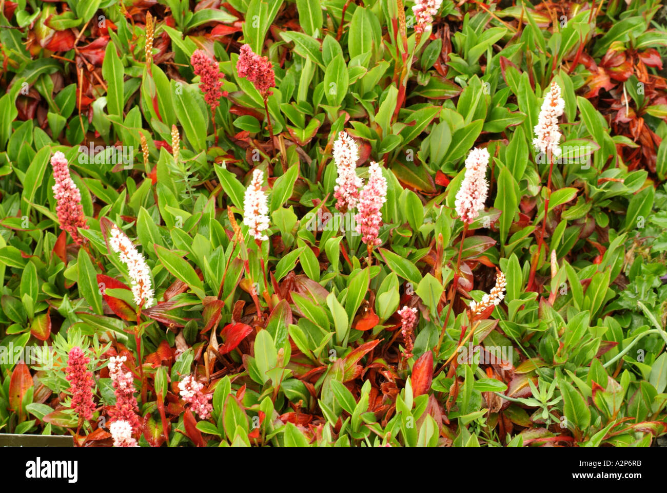 Superbum (Polygonum affine), garden origin Stock Photo