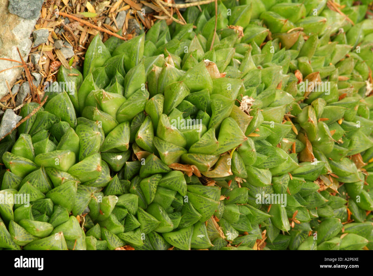 Haworthia sessilifolia, South African origin Stock Photo