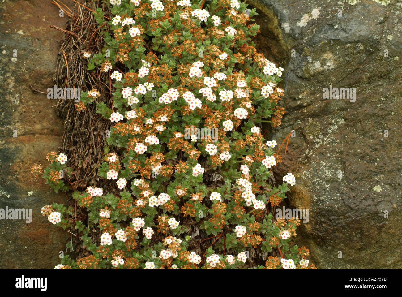 Rock Jasmine (Androsace lanuginosa), Himalayas origin Stock Photo