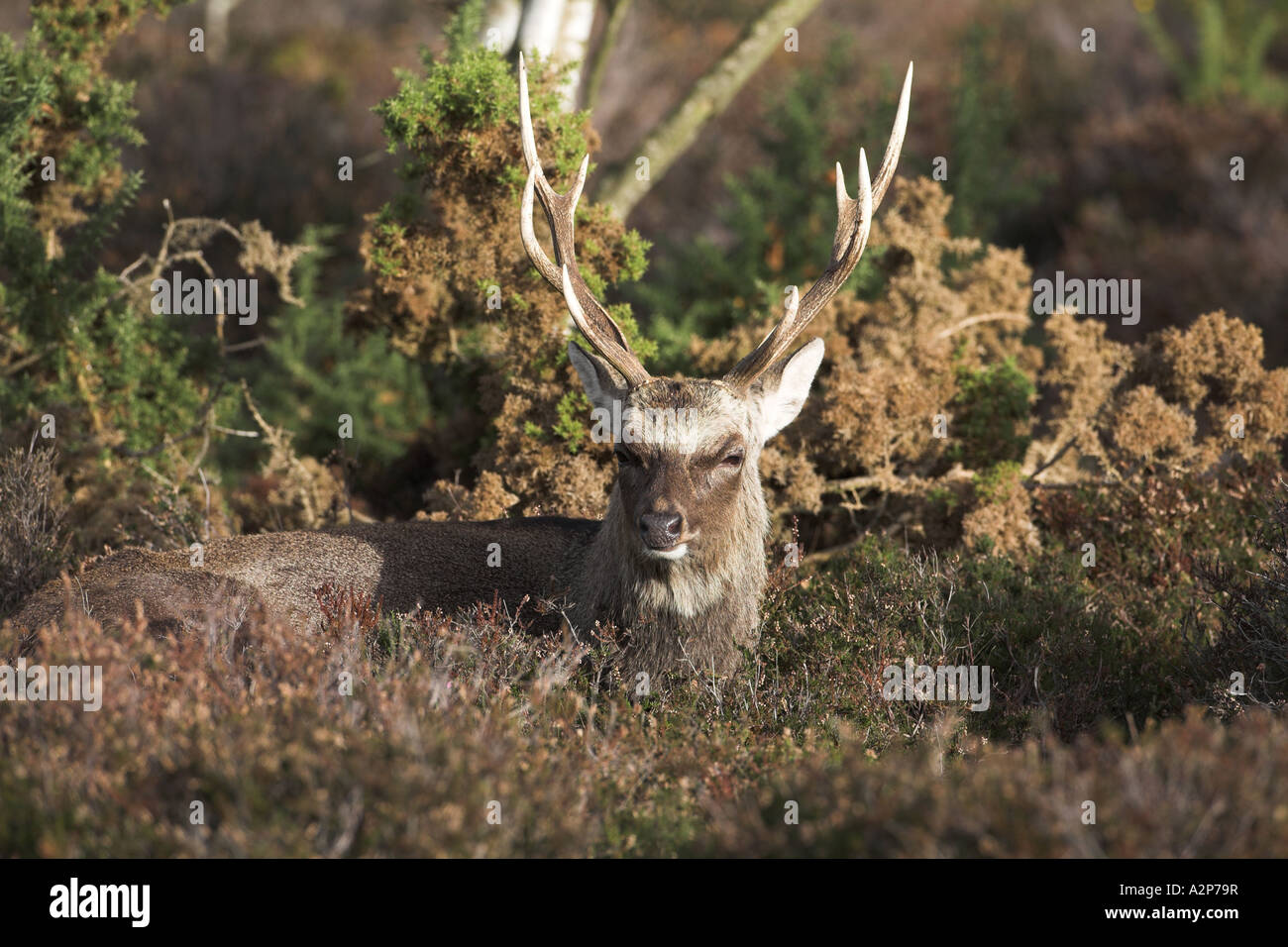 Sika Deer grazing in the woodland of Arne RSPB Nature Reserve, Dorset, UK (cervus nippon), January Stock Photo