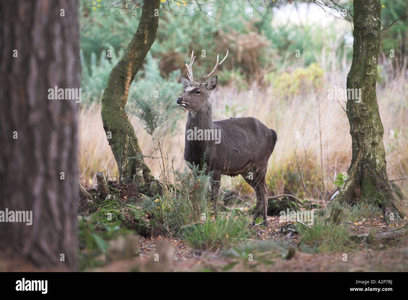 Sika Deer grazing in the woodland of Arne RSPB Nature Reserve, Dorset, UK (cervus nippon), January Stock Photo