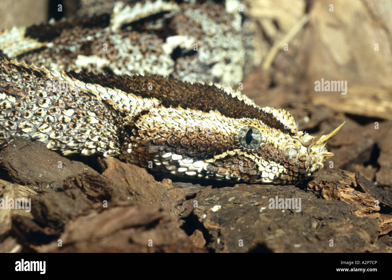 river jack, rhinoceros viper (Bitis nasicornis), portrait, USA