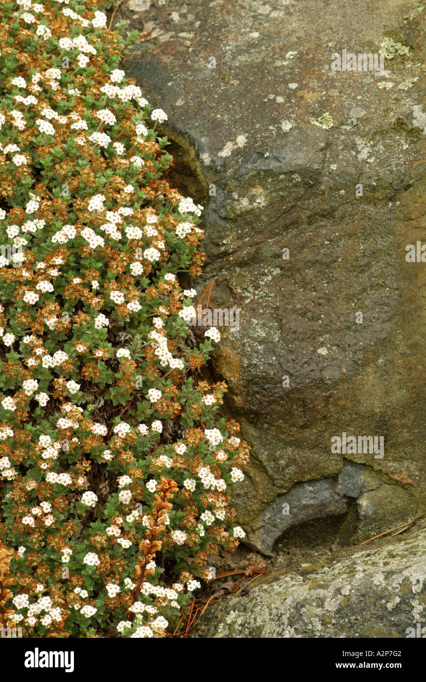 Rock Jasmine (Androsace lanuginosa), Himalayas origin Stock Photo