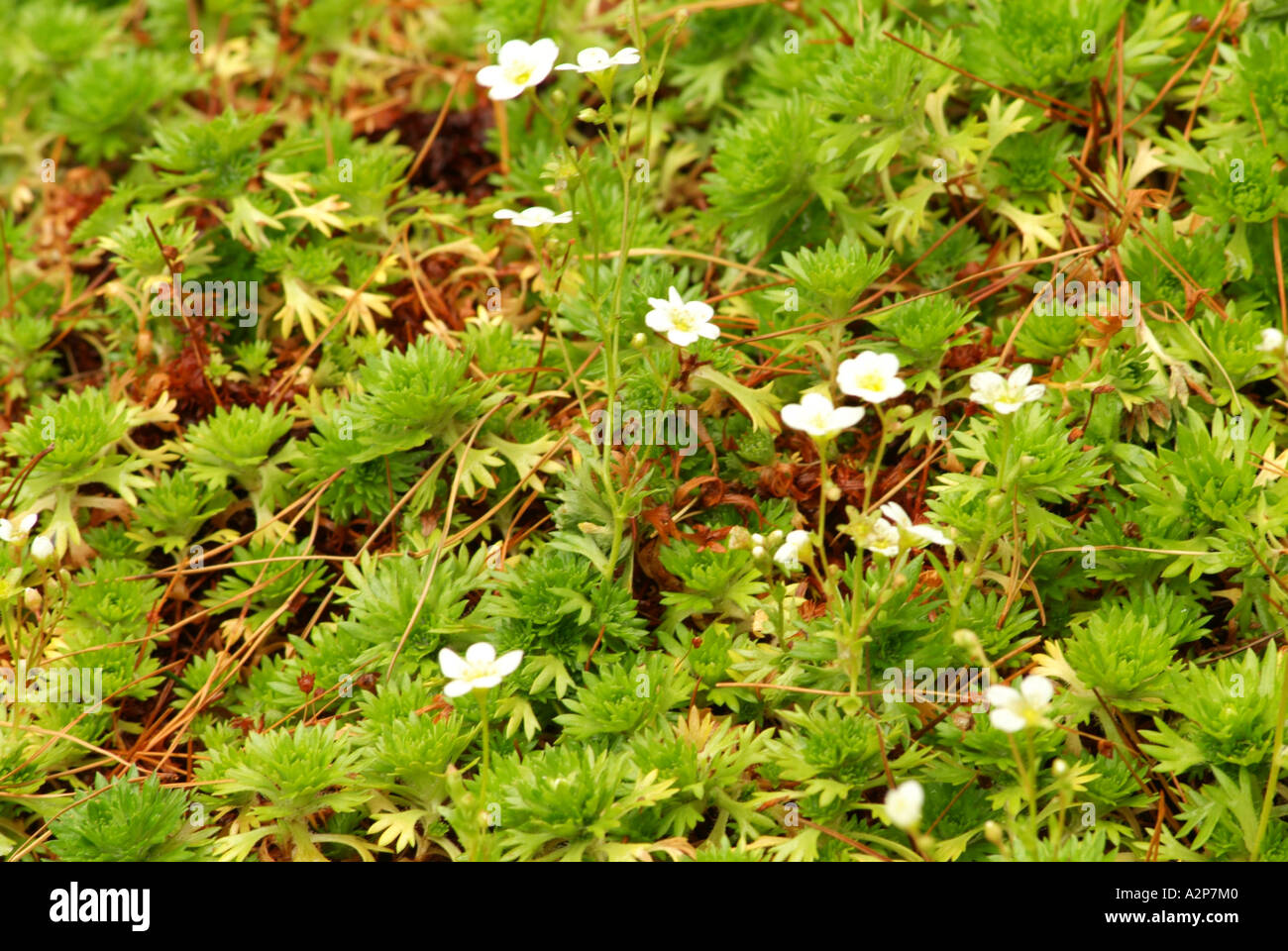 Saxifrage (Saxifraga marginata), Italy Romania Balkins origin Stock Photo