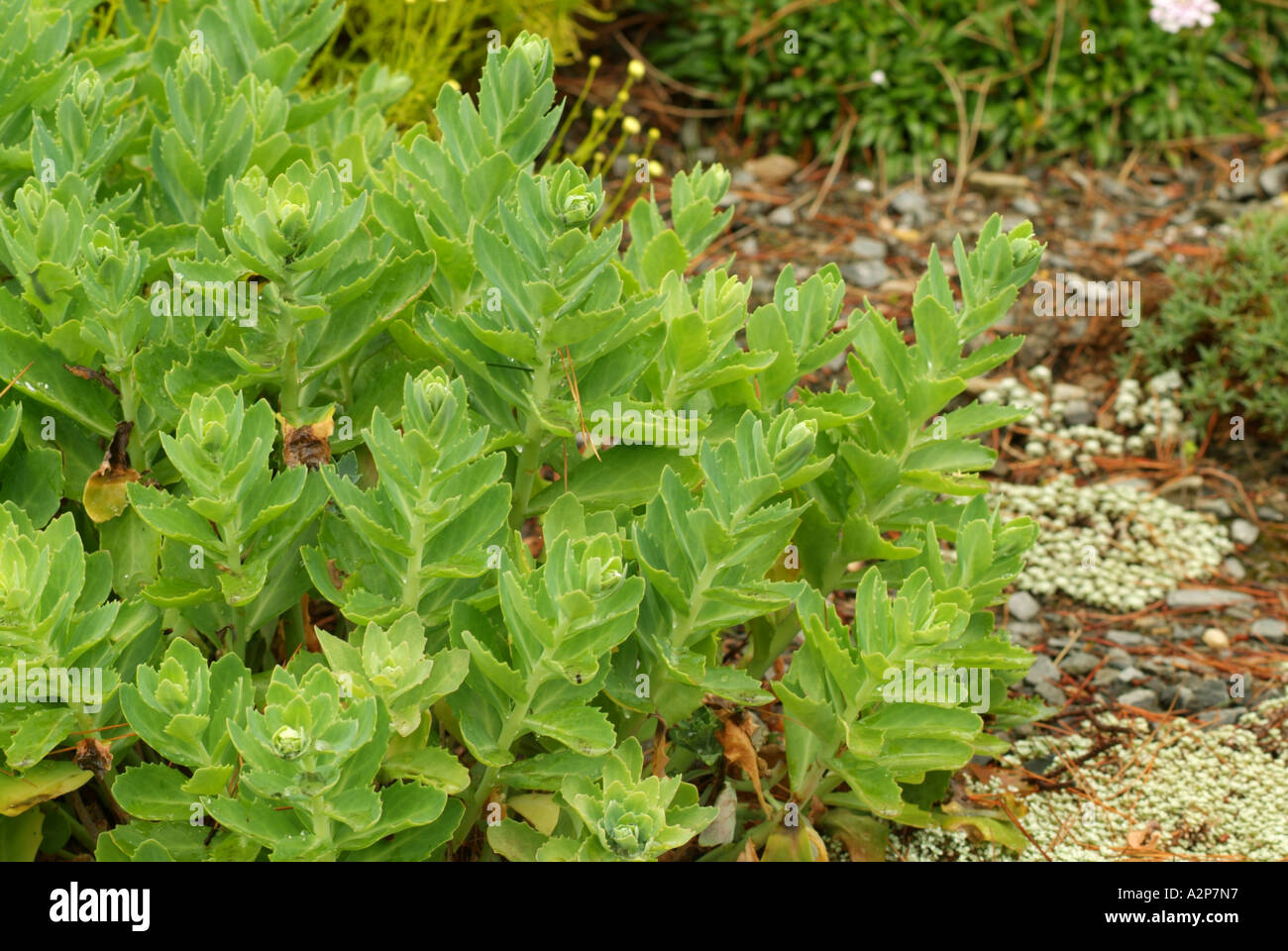 Hylotelephium sp, Dunedin gardens, garden origin, syn Sedum Autumn Joy Stock Photo