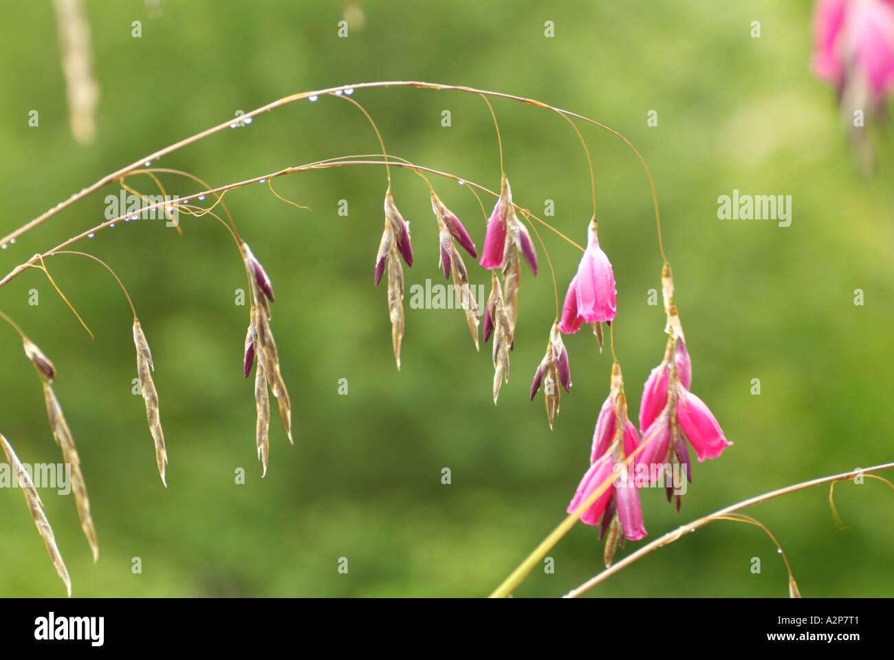Angel's fishing rod, Wand flower (Dierama pulcherrimum) of Zimbabwe and  South Africa origin Stock Photo - Alamy