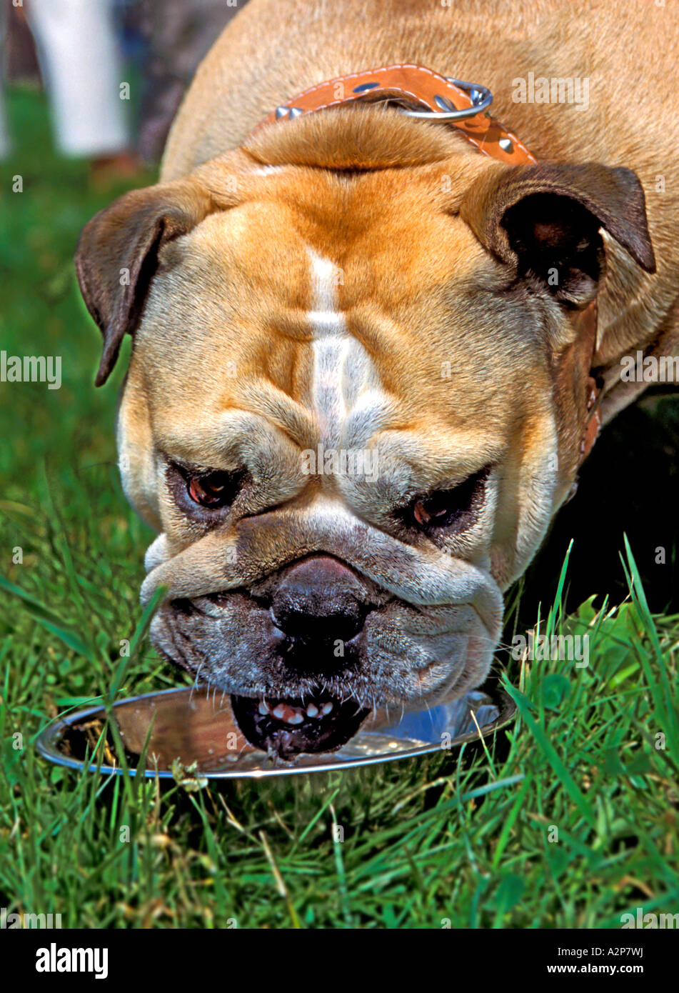 English Bulldog drinking Stock Photo Alamy
