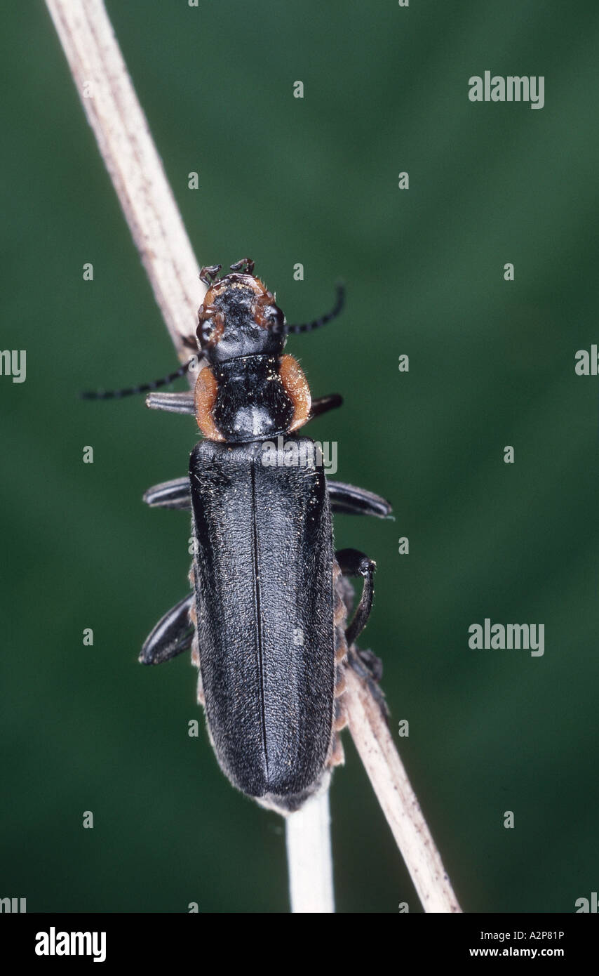 cantharid, soldier beetle (Cantharis obscura), imago Stock Photo